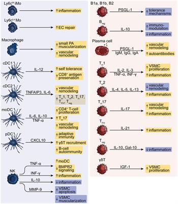 Dysregulated Immunity in Pulmonary Hypertension: From Companion to Composer